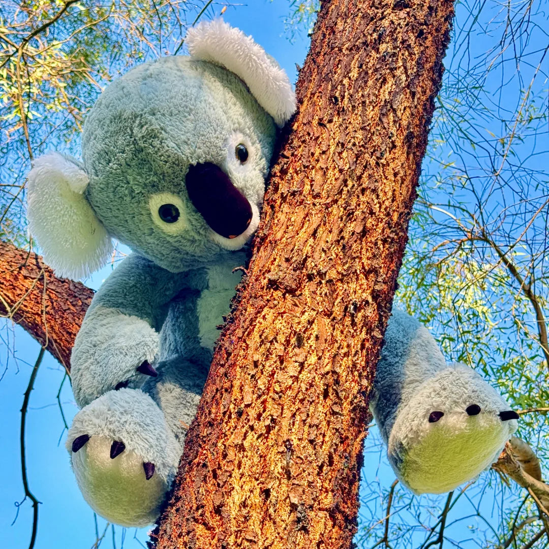 Giant 64cm Stuffed Koala Plush Soft Toy - Glassie - Outdoor Shooting Image - Dreamzity